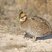 Lesser Prairie-Chicken